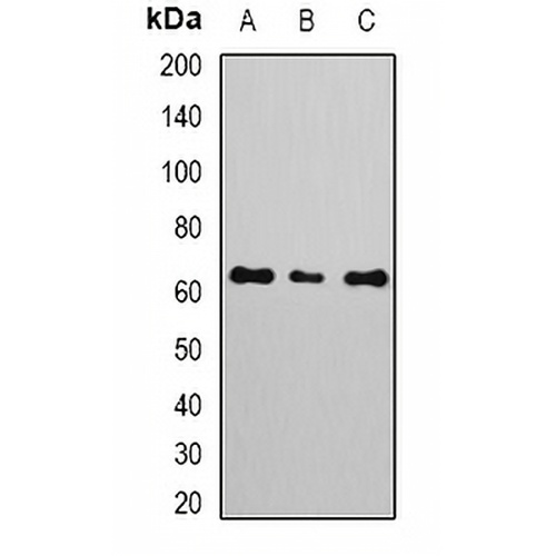 NERF Rabbit Polyclonal Antibody