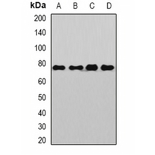 Sp110 Rabbit Polyclonal Antibody
