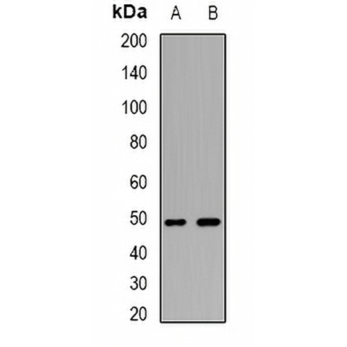 WIPI2 Rabbit Polyclonal Antibody