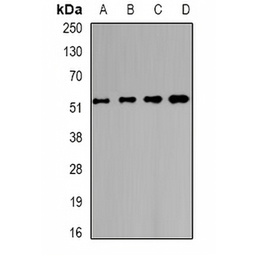 Alpha-chimerin Rabbit Polyclonal Antibody