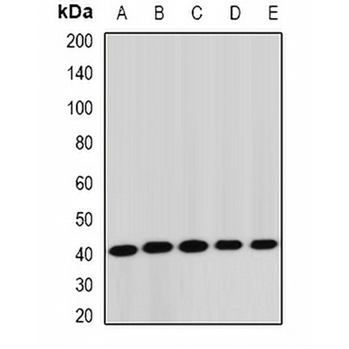 STK19 Rabbit Polyclonal Antibody