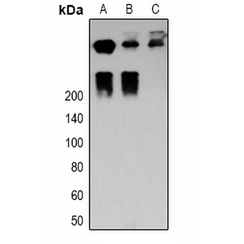 Desmoplakin Rabbit Polyclonal Antibody