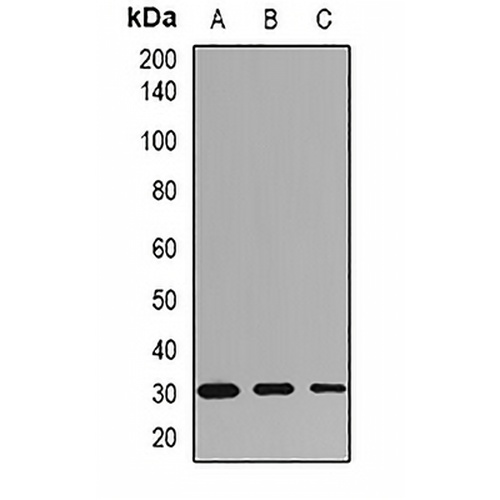HLA-DRB1 Rabbit Polyclonal Antibody