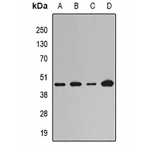 LOX Rabbit Polyclonal Antibody