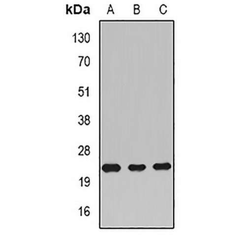 Rac 1 Rabbit Polyclonal Antibody