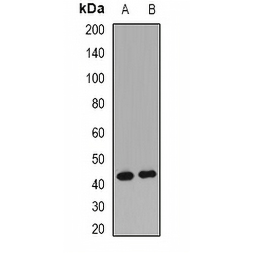 RCN2 Rabbit Polyclonal Antibody