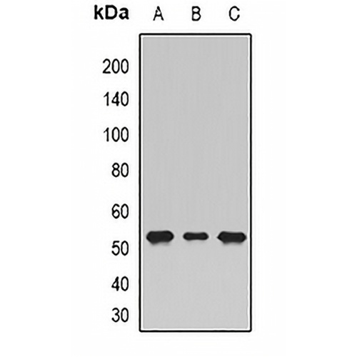 SHMT1 Rabbit Polyclonal Antibody