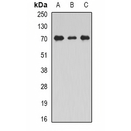 Unc18-2 Rabbit Polyclonal Antibody