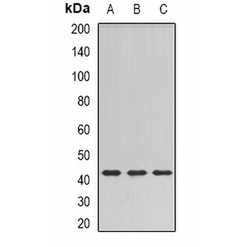 SULT2B1 Rabbit Polyclonal Antibody
