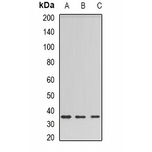 Barttin Rabbit Polyclonal Antibody