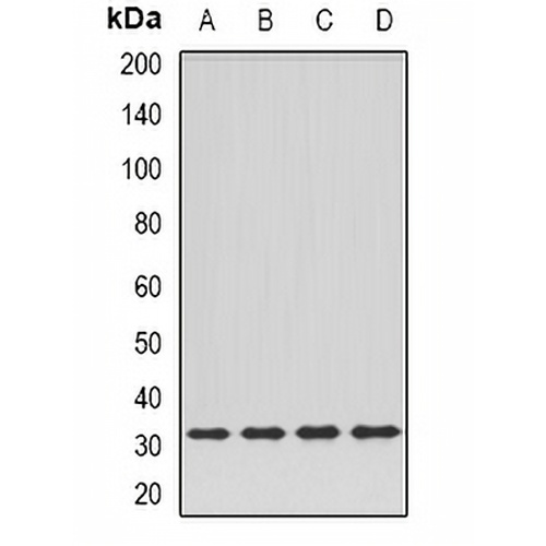 DPM1 Rabbit Polyclonal Antibody