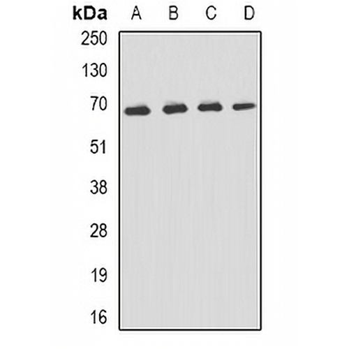 p62 Rabbit Polyclonal Antibody