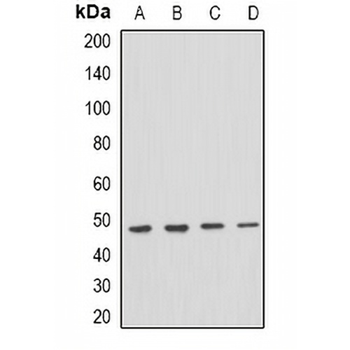 PSTPIP1 Rabbit Polyclonal Antibody