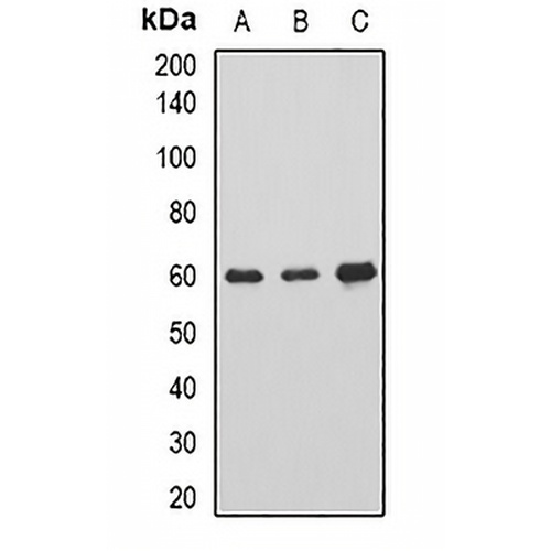 AHCYL1 Rabbit Polyclonal Antibody