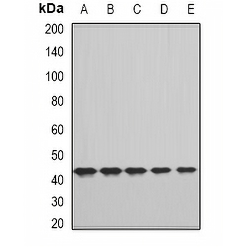 FHR3 Rabbit Polyclonal Antibody