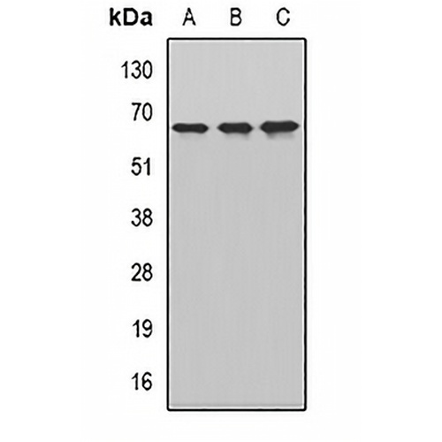 CKAP4 Rabbit Polyclonal Antibody