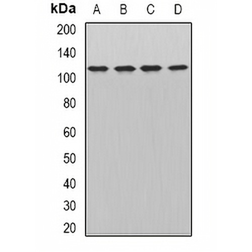 WDR6 Rabbit Polyclonal Antibody