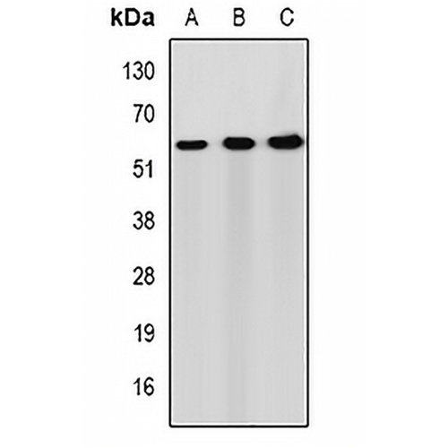 Syndapin-2 Rabbit Polyclonal Antibody