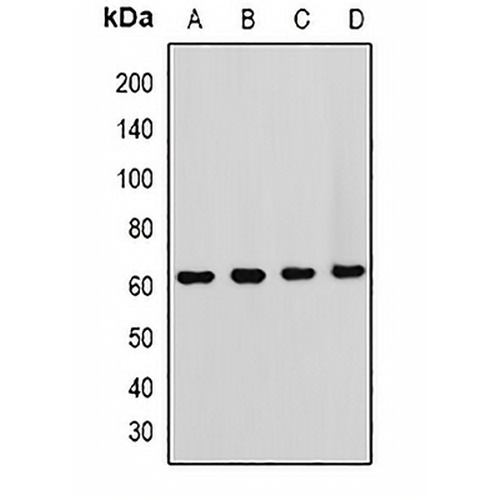 HOS Rabbit Polyclonal Antibody
