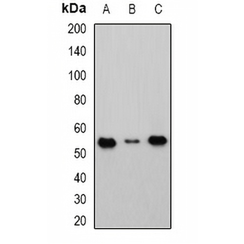 Cbl-3 Rabbit Polyclonal Antibody