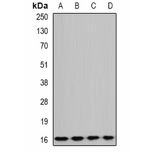 GABARAPL1 Rabbit Polyclonal Antibody