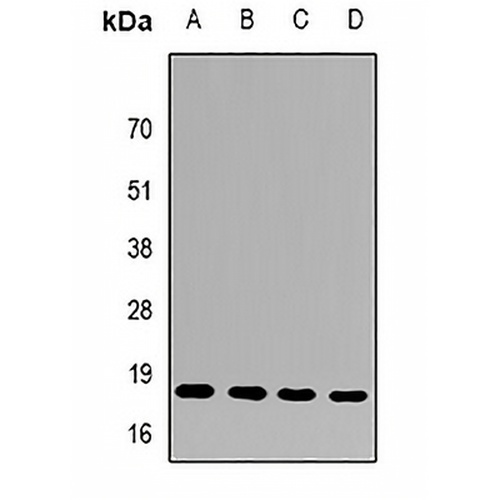 FAM96B Rabbit Polyclonal Antibody