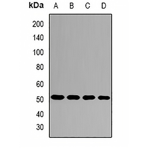 SKIP Rabbit Polyclonal Antibody