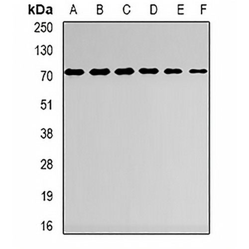 AspRS Rabbit Polyclonal Antibody