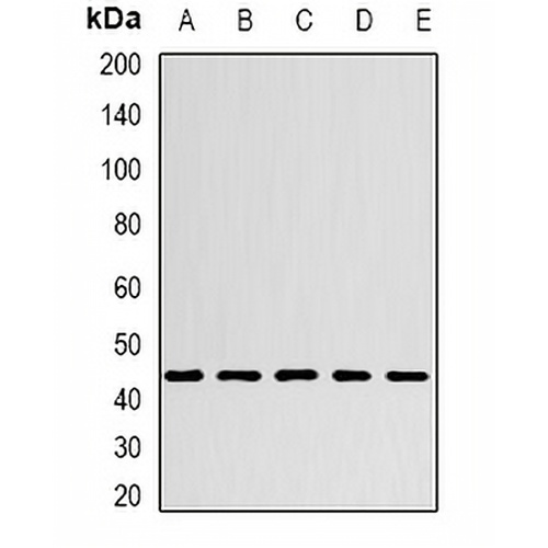 CHRFAM7A Rabbit Polyclonal Antibody