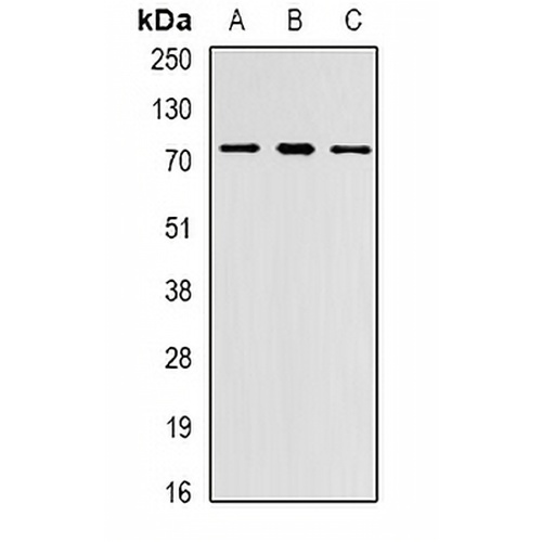 PRDM6 Rabbit Polyclonal Antibody