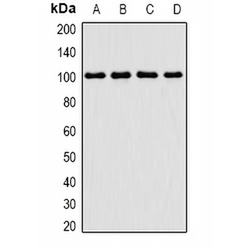 PIMT Rabbit Polyclonal Antibody