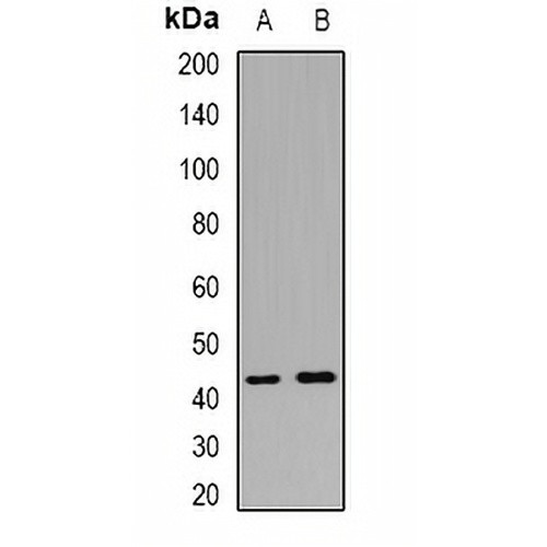 CALHM1 Rabbit Polyclonal Antibody