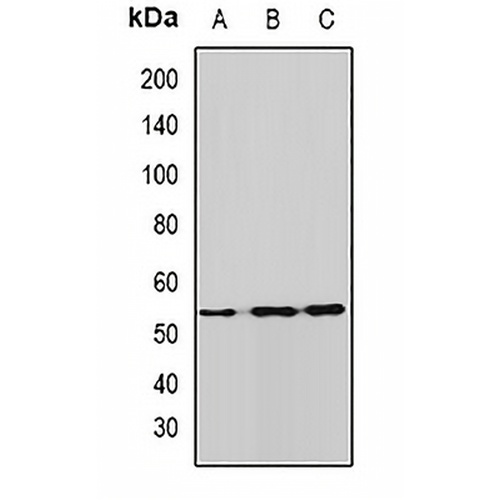 ALDH9A1 Rabbit Polyclonal Antibody