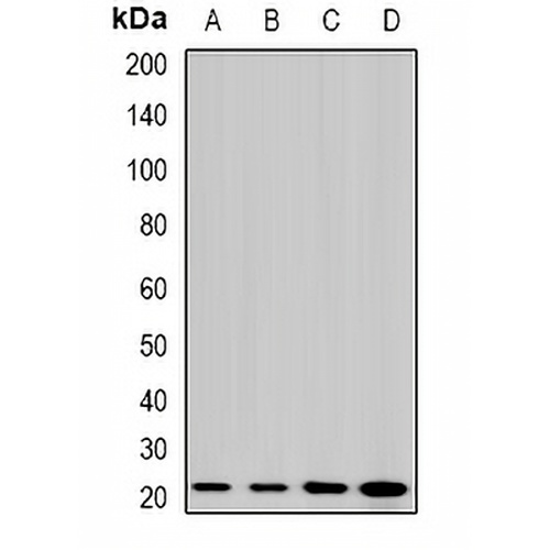MP19 Rabbit Polyclonal Antibody