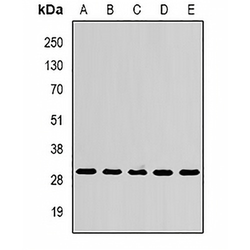 SPR Rabbit Polyclonal Antibody