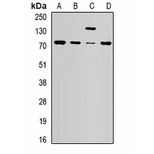NSD2 Rabbit Polyclonal Antibody