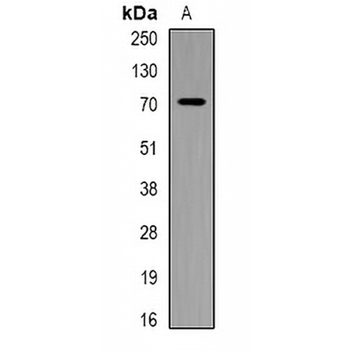 PIP5K1 alpha Rabbit Polyclonal Antibody
