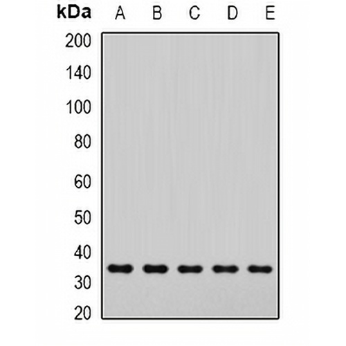 SNAP-alpha Rabbit Polyclonal Antibody