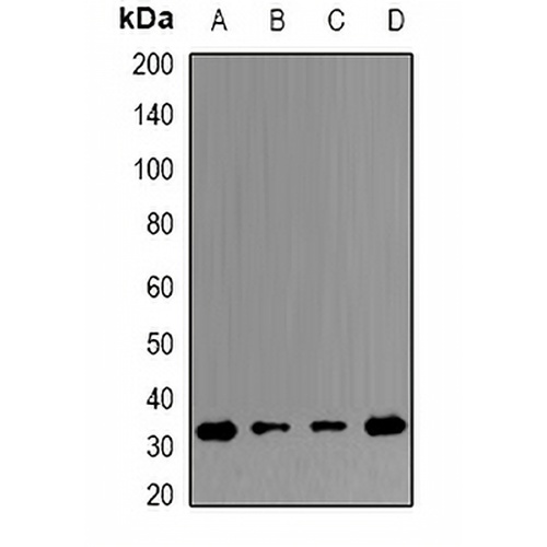 ERP29 Rabbit Polyclonal Antibody