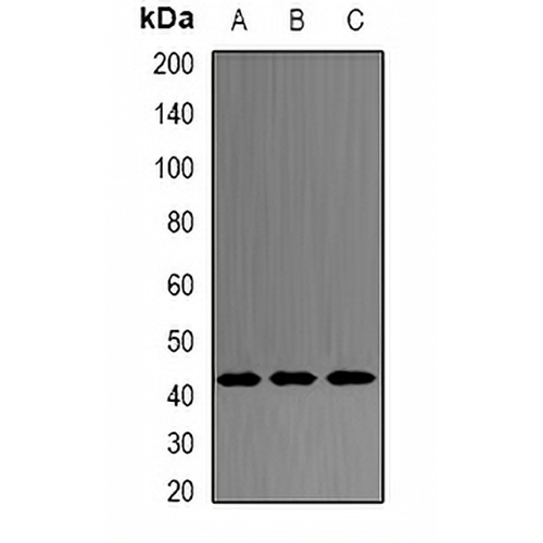 PRDM7 Rabbit Polyclonal Antibody