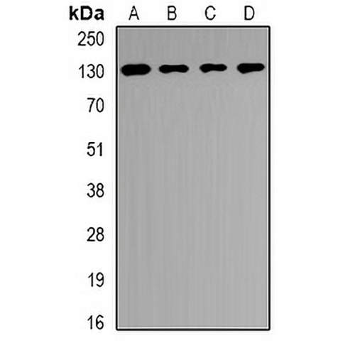 USP25 Rabbit Polyclonal Antibody