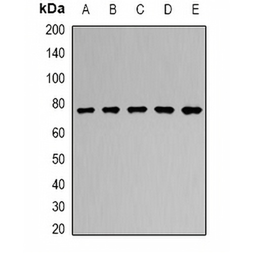 RUFY2 Rabbit Polyclonal Antibody