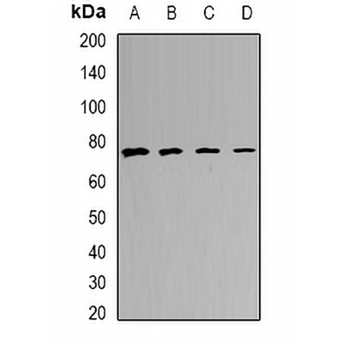 CALCOCO1 Rabbit Polyclonal Antibody