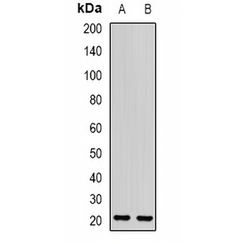OPA3 Rabbit Polyclonal Antibody