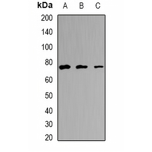 EFHC1 Rabbit Polyclonal Antibody
