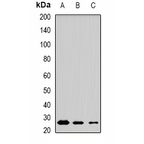 MSRB3 Rabbit Polyclonal Antibody