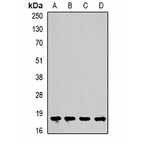 Cofilin 2 Rabbit Polyclonal Antibody