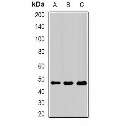 PIP4K2 beta Rabbit Polyclonal Antibody