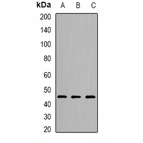 OSGEPL1 Rabbit Polyclonal Antibody