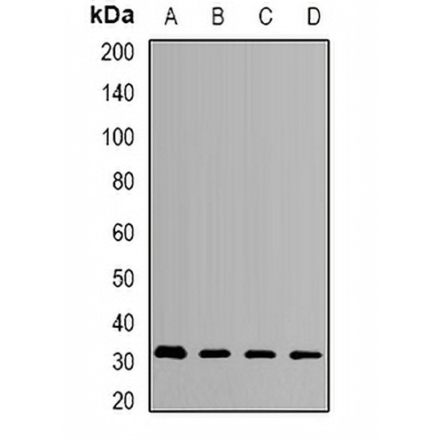 HMGCL Rabbit Polyclonal Antibody